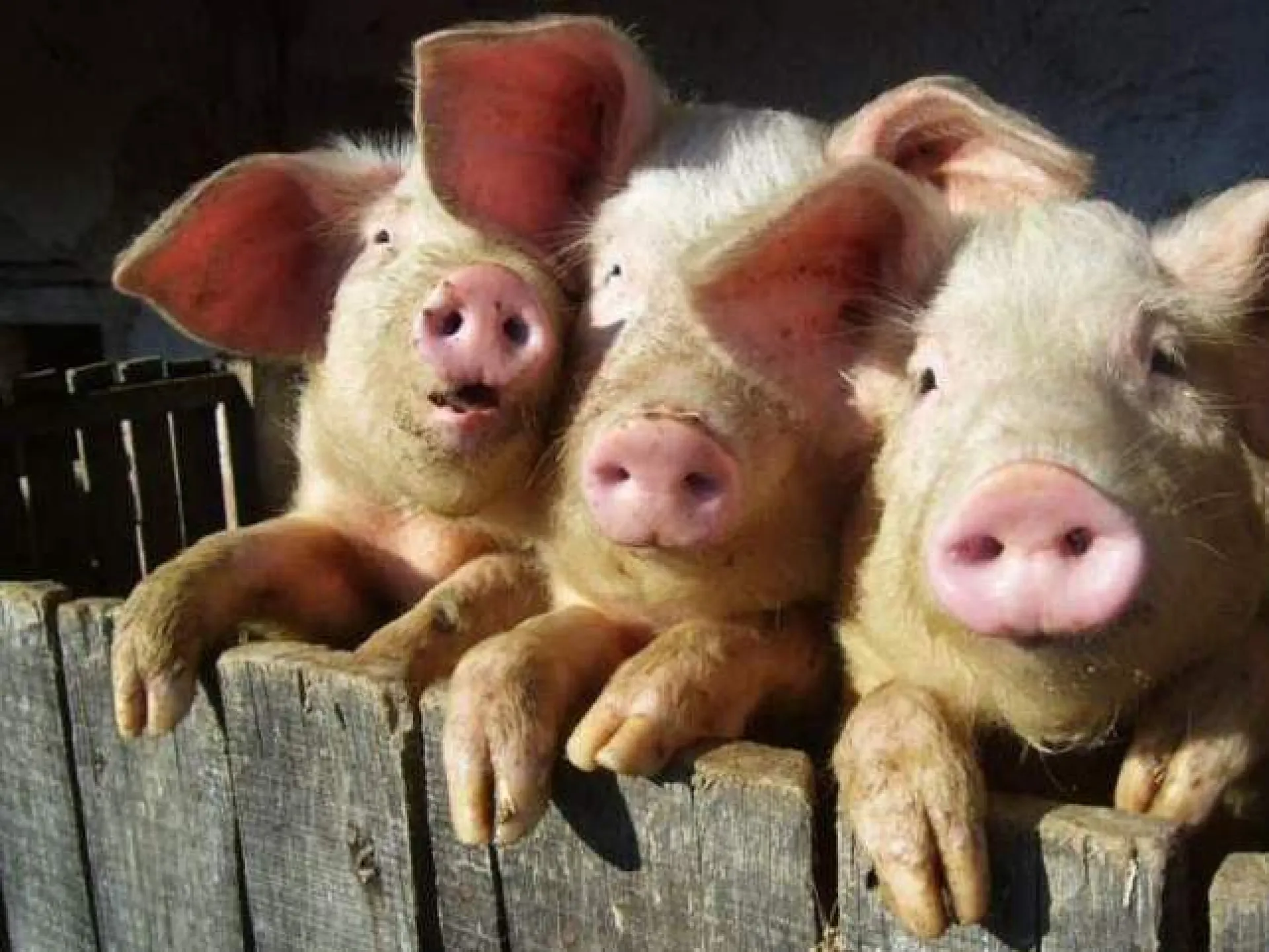 Поголовье свиней в Алтайском крае за год увеличилось на 21% Поголовье свиней в Алтайском крае за год увеличилось на 21%