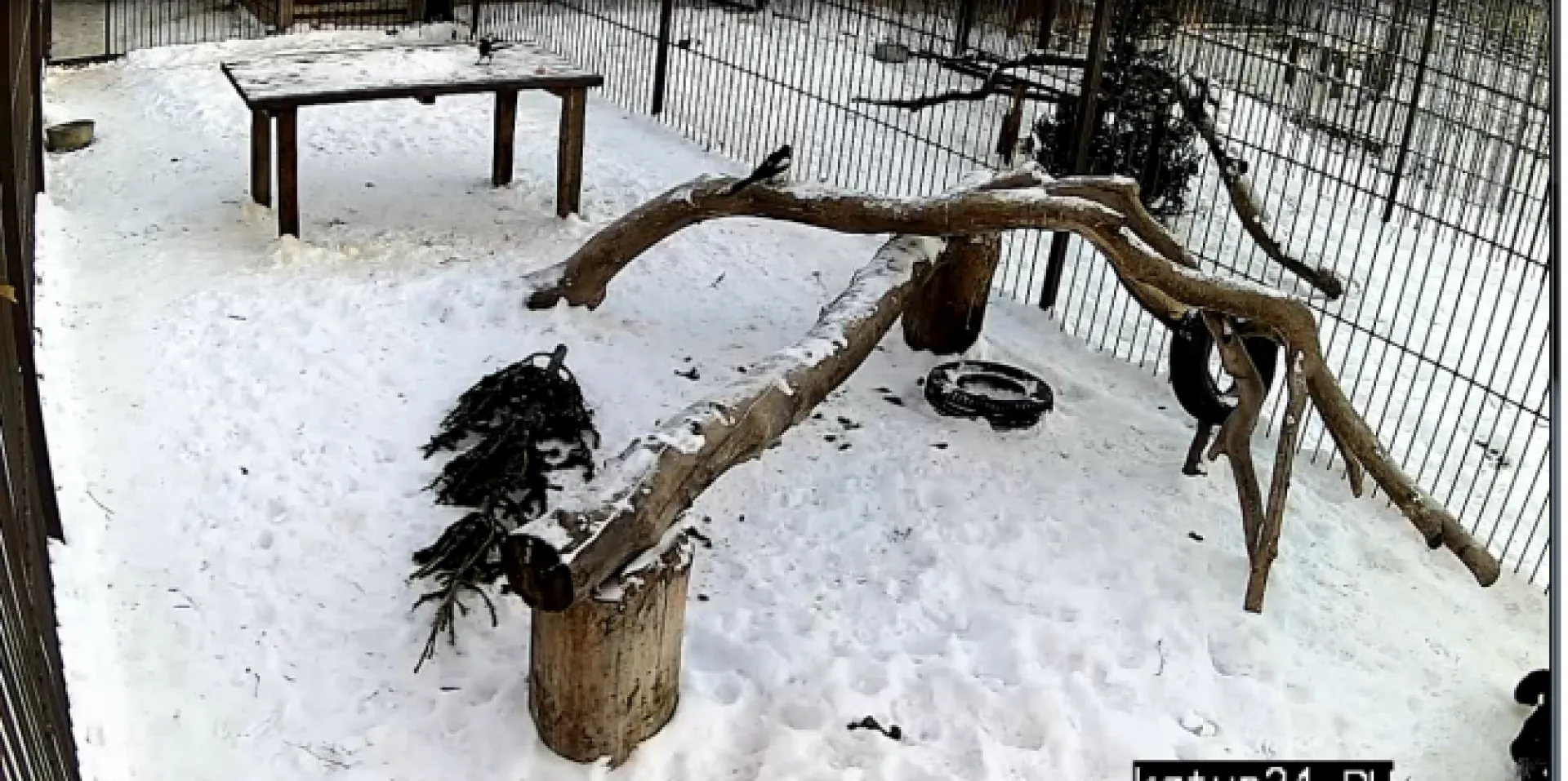 Веб-камеры: сорока своровала завтрак леопарда в барнаульском зоопарке Веб-камеры: сорока своровала завтрак леопарда в барнаульском зоопарке