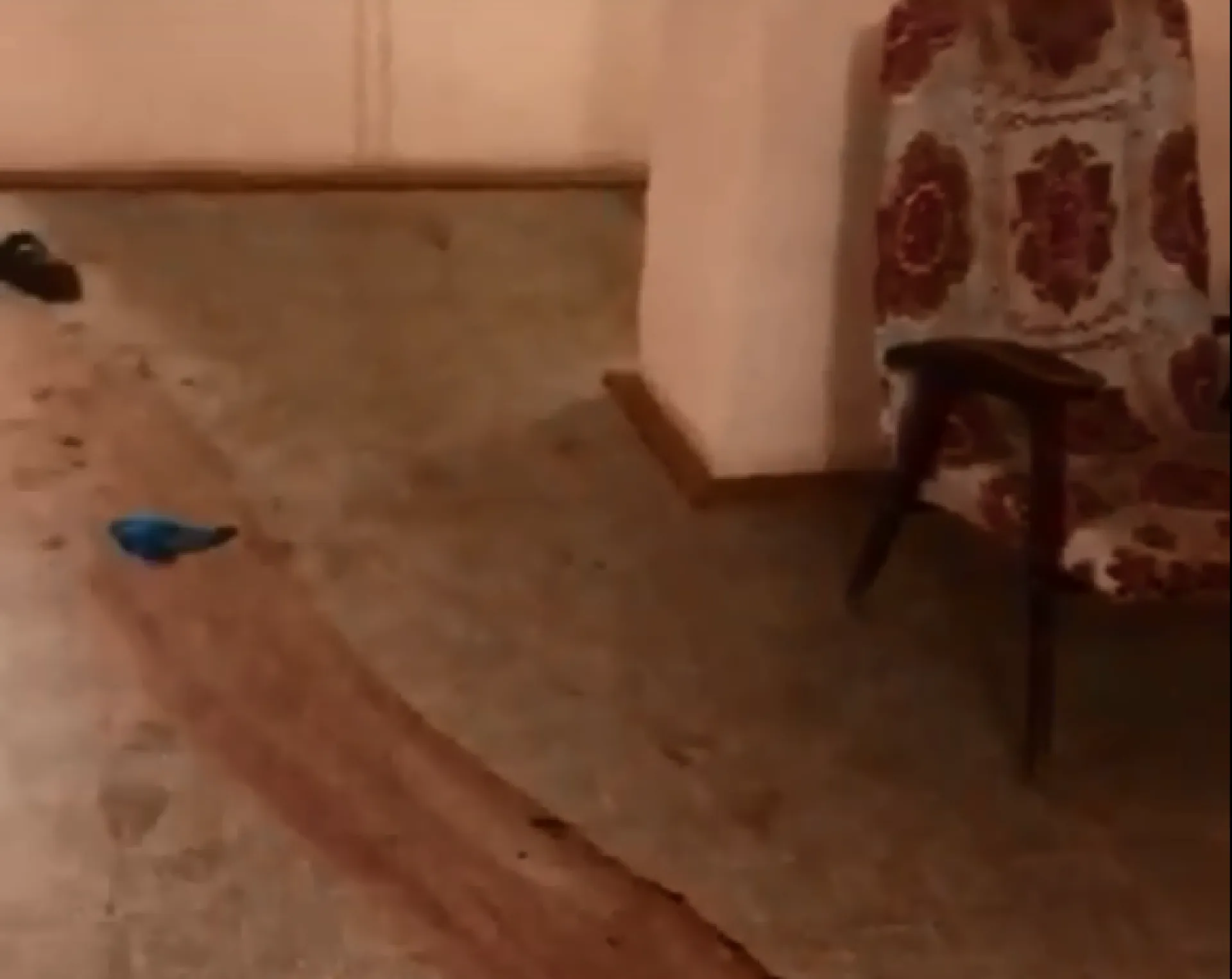 Появилось видео с места убийства двух строителей подростком в Алтайском крае Появилось видео с места убийства двух строителей подростком в Алтайском крае