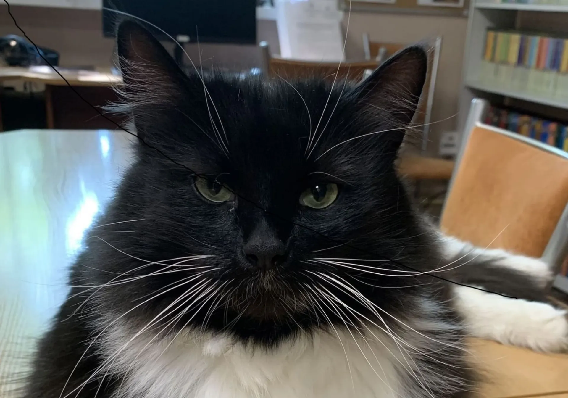 В России кота, прожившего в библиотеке 8 лет, «уволили» после жалобы посетителя В России кота, прожившего в библиотеке 8 лет, «уволили» после жалобы посетителя