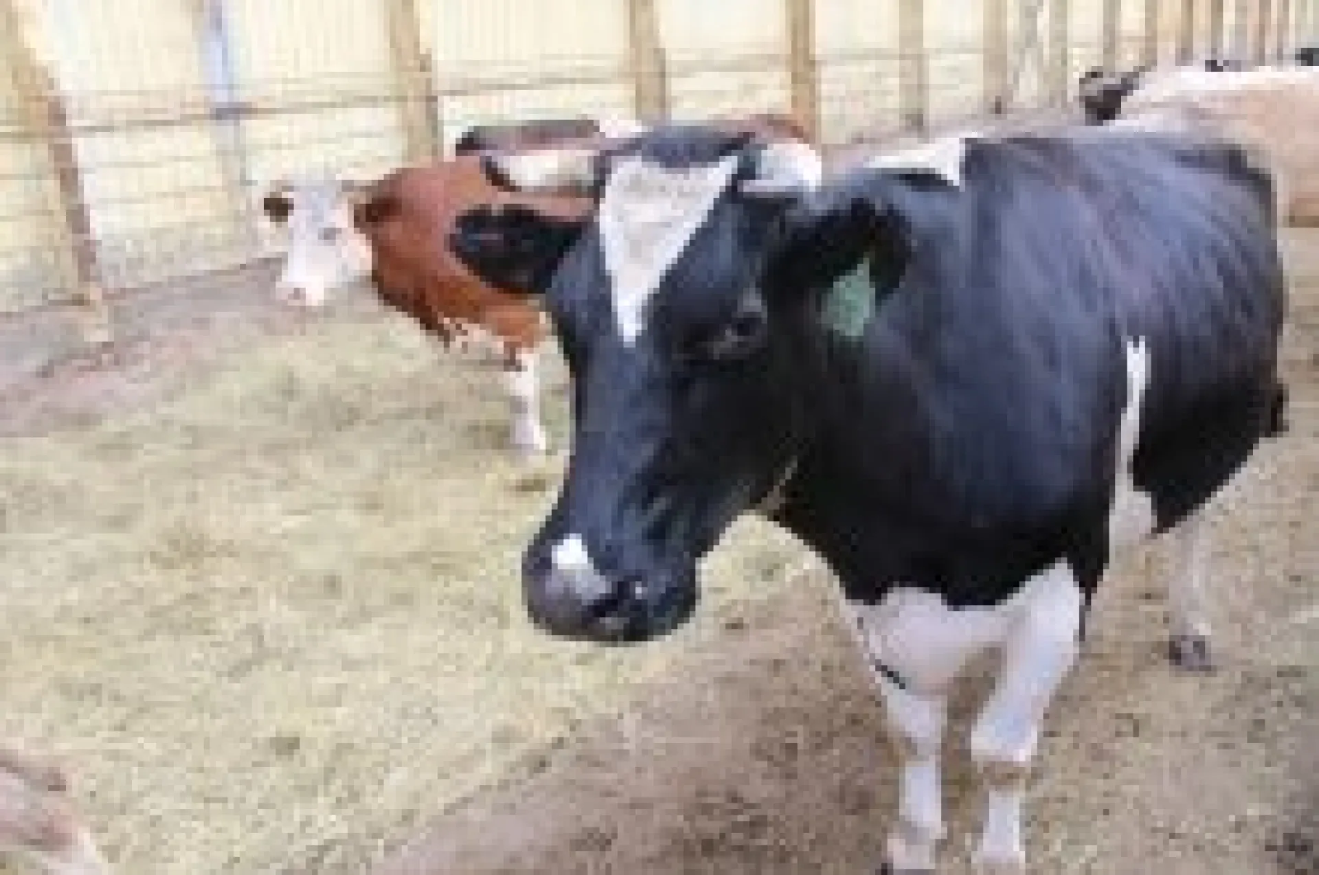 Дойное стадо в Алтайском крае увеличилось на 10% Дойное стадо в Алтайском крае увеличилось на 10%