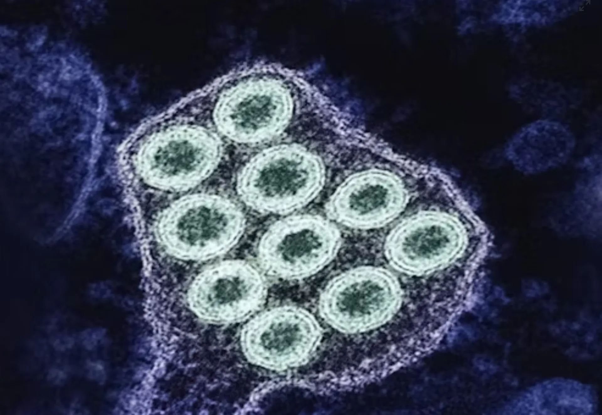 Два очага бешенства выявили в Барнауле Два очага бешенства выявили в Барнауле