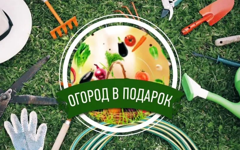 Секреты голубики в Сибири и борьба с виноградной болезнью